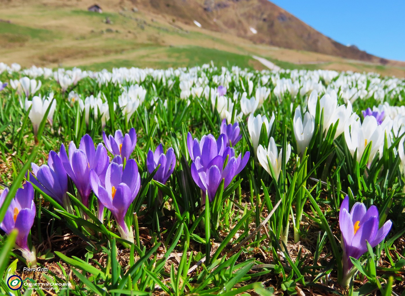 12 Crocus vernus (Zafferano maggiore) bianchi, violetti, bianchi-violetti.JPG